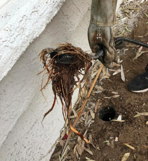 Using an auger to remove tree roots